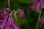 European columbine